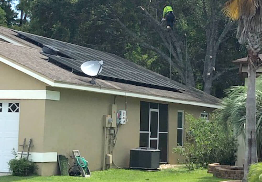 Tree maintenance over solar panels